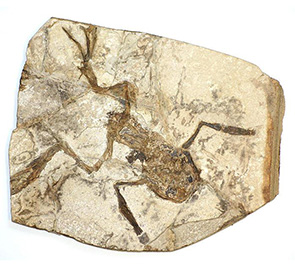 fossil